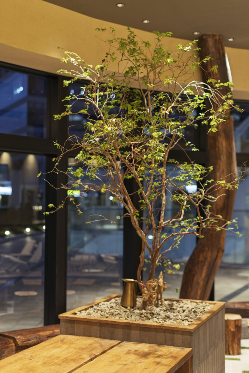 果実をつける常緑樹を配して酵母と植物の呼吸を感じる空間に